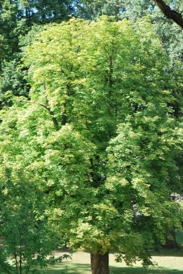 Aesculus hippocastanum - jírovec koňský (maďal) - letní habitus (36)